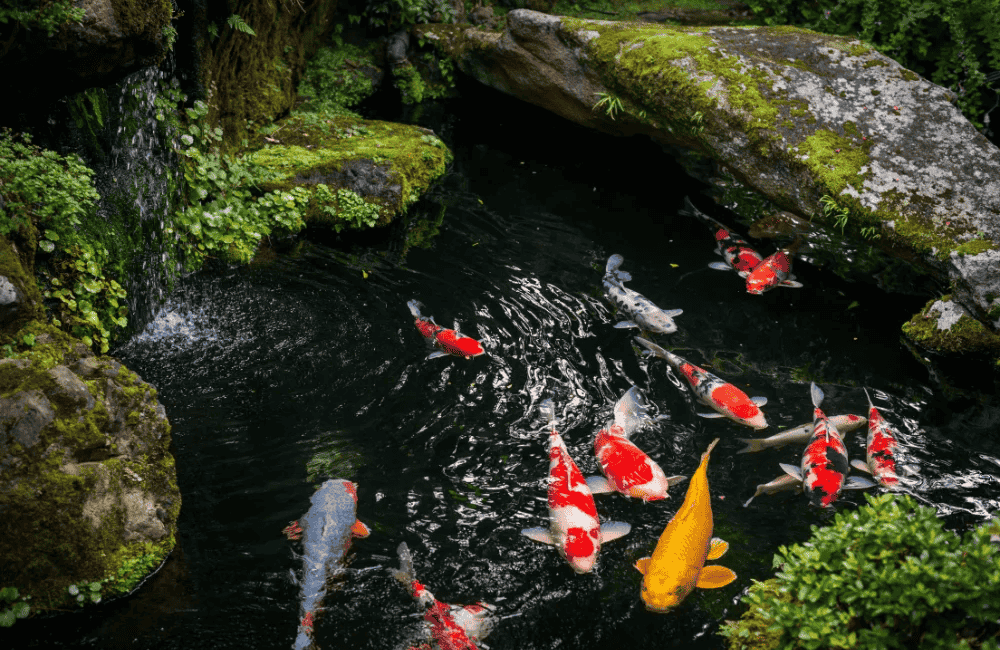 สายพันธุ์ปลาสวยงาม